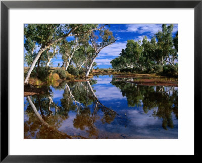 Creek Lined With River Red Gum Near Hermannsaburg, Northern Territory, Australia by Ross Barnett Pricing Limited Edition Print image