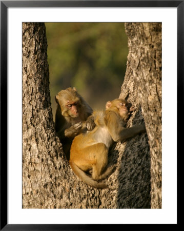 Rhesus Macaques, Pair Of Macaques In Tree, Bandhavgarh, India by Elliott Neep Pricing Limited Edition Print image