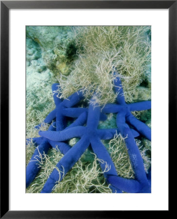 Star Fish, Cluster Crowding In Sea Weed, Tonga by Tobias Bernhard Pricing Limited Edition Print image