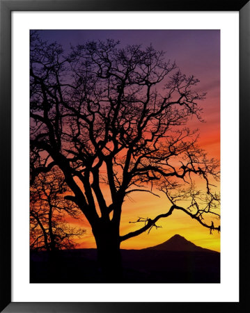 Oak Tree Framing Mt. Hood At Sunset, Columbia River Gorge National Scenic Area, Oregon, Usa by Steve Terrill Pricing Limited Edition Print image
