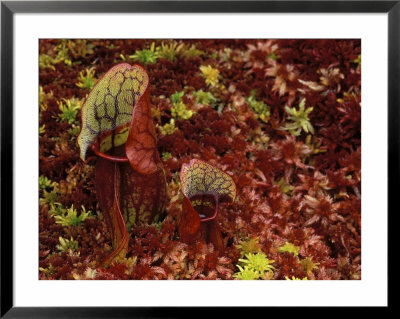 Northern Pitcher Plants In Sphagnum Or Peat Moss, Upper Peninsula, Michigan, Usa by Mark Carlson Pricing Limited Edition Print image