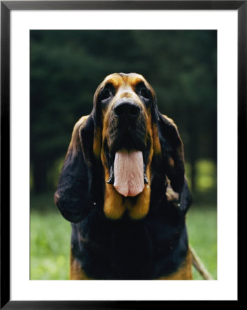 Portrait Of A Bloodhound by James L. Stanfield Pricing Limited Edition Print image