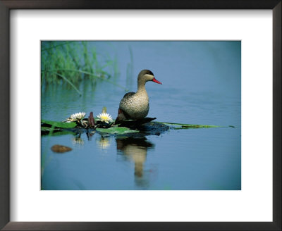 Red-Billed Duck Standing On Lotus Leaves In A Pond by Beverly Joubert Pricing Limited Edition Print image