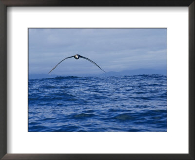 Head-On View Of An Albatross Skimming The Waters Surface by Maria Stenzel Pricing Limited Edition Print image