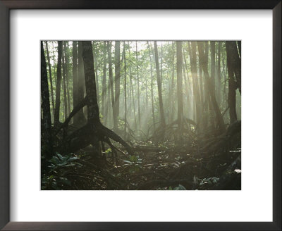 Tangle Of Buttressed Roots In A Misty Forest With Beams Of Sunlight by Tim Laman Pricing Limited Edition Print image