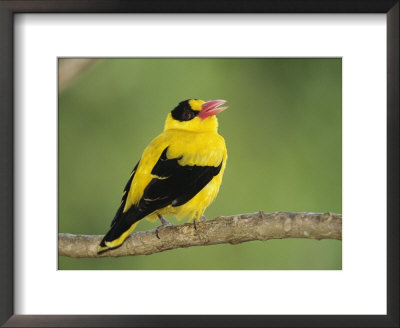 Golden Oriole Sitting On A Tree Branch by Tim Laman Pricing Limited Edition Print image