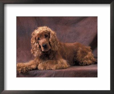 English Cocker Spaniel Lying Down With Head Tilted To One Side by Adriano Bacchella Pricing Limited Edition Print image