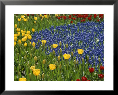 A Garden Of Colorful Tulips And Grape Hyacinths In New York City by Raul Touzon Pricing Limited Edition Print image