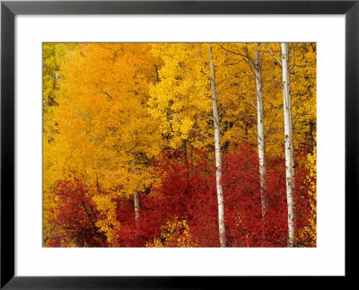 Aspen Trees In Autumn, Wenatchee National Forest, Washington, Usa by Jamie & Judy Wild Pricing Limited Edition Print image