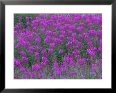 Blooming Fireweed by Michael Melford Pricing Limited Edition Print image