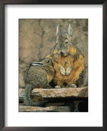 A Herbivorous Viscacha Nurses Her Baby by Joel Sartore Pricing Limited Edition Print image