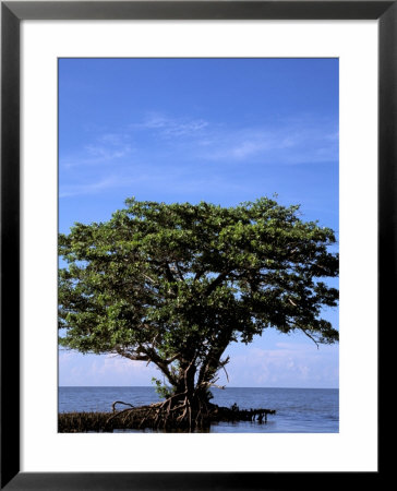 Red Mangrove, Turtle Key, 10,000 Islands, Everglades, Florida, Usa by Connie Bransilver Pricing Limited Edition Print image