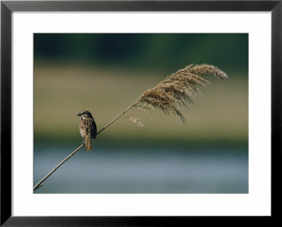 A Song Sparrow Is Perched On A Tall Weed by Bates Littlehales Pricing Limited Edition Print image