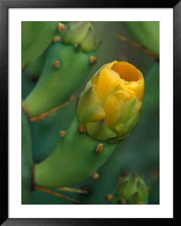 Prickly Pear Cactus Buds, Jekyll Island, Georgia, Usa by Joanne Wells Pricing Limited Edition Print image