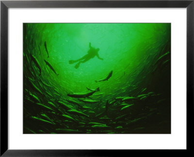 A Diver Descends Into A Vortex Of 50,000 Farmed Salmon To Check Nets by Paul Nicklen Pricing Limited Edition Print image
