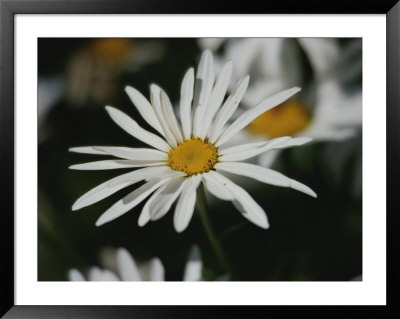 A Close View Of A Spreading Fleabane by Raymond Gehman Pricing Limited Edition Print image