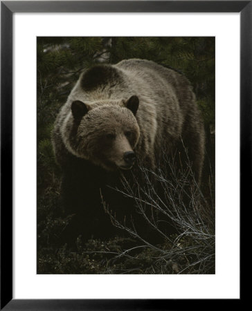 Close Frontal View Of A Huge Grizzly (Ursus Arctos Horribilis) In A Pine Wood by Michael S. Quinton Pricing Limited Edition Print image