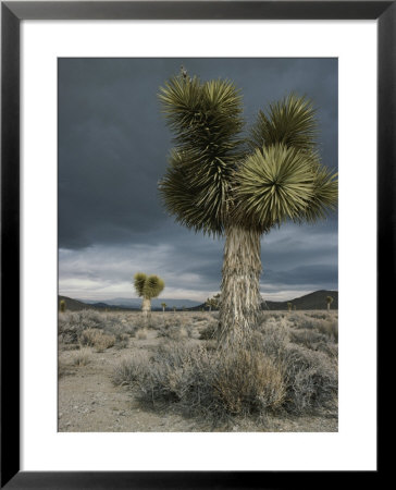 Stormy Clouds Brew Over The Mojave Desert And Beaked Yucca Plants by Gordon Wiltsie Pricing Limited Edition Print image