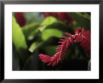 Red Ginger Flower, Charlotte Amalie, St. Thomas by Walter Bibikow Pricing Limited Edition Print image