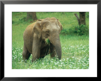 Asian Elephant, Cow Feeding, Sri Lanka by Mary Plage Pricing Limited Edition Print image
