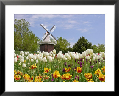 Mi, Holland Tulip Festival, Windmill And Flowers by Dennis Macdonald Pricing Limited Edition Print image