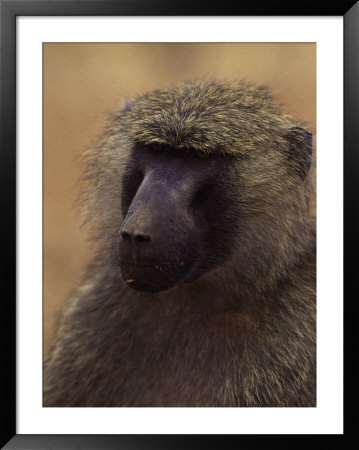 Olive Baboon, Papio Anubis by Robert Franz Pricing Limited Edition Print image