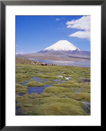Chile, Andes, Lauca National Park, Lake Chungara And Volcan Parinacota, 6300M by Geoff Renner Pricing Limited Edition Print image