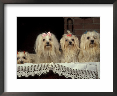Four Maltese Dogs Sitting Together With One Lying Down by Adriano Bacchella Pricing Limited Edition Print image