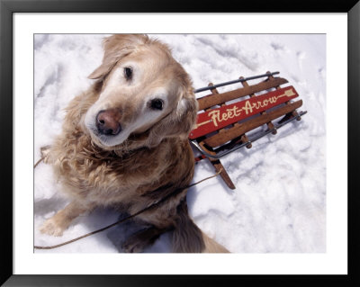 Dog And Old Sled, Breckenridge, Co by Bob Winsett Pricing Limited Edition Print image