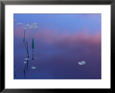 Pickerelweed, Lily Pads And Reflections In Trout Pond, Freedom, New Hampshire, Usa by Jerry & Marcy Monkman Pricing Limited Edition Print image