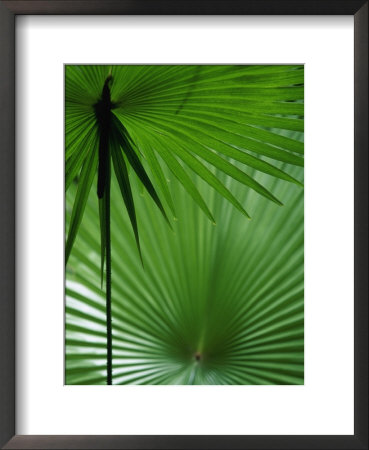Tropical Grasses, Nadi, Viti Levu by Walter Bibikow Pricing Limited Edition Print image