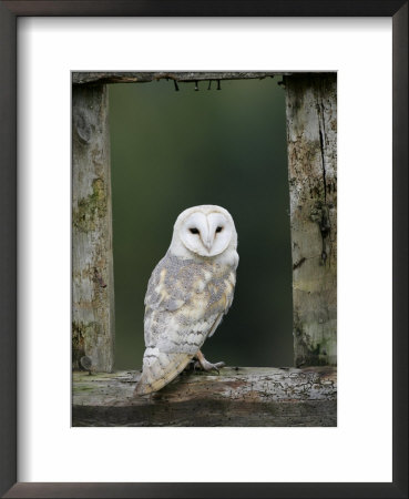 Barn Owl, In Old Farm Building Window, Scotland, Uk Cairngorms National Park by Pete Cairns Pricing Limited Edition Print image