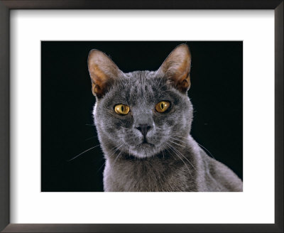 Domestic Cat, Korat Male Portrait by Jane Burton Pricing Limited Edition Print image