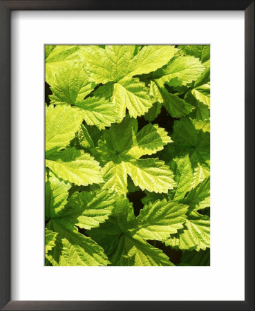 Golden Hop Foliage by Ron Evans Pricing Limited Edition Print image