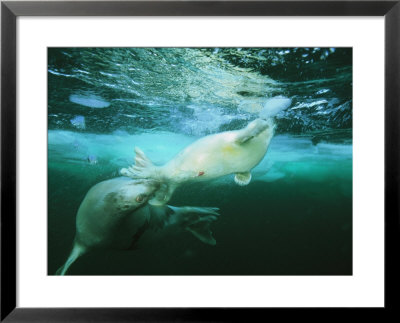 A Mother Harp Seal Pushes Her Baby Back To The Ice After It Fell In by Brian J. Skerry Pricing Limited Edition Print image