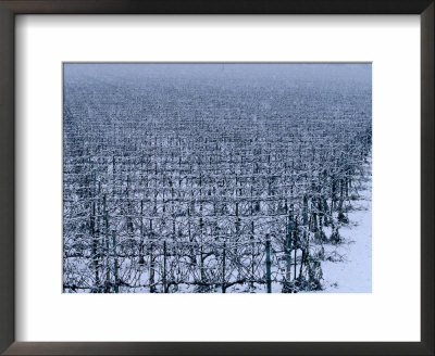 Snow Covered Vineyard In Monteforte Soave Classico, Florence, Italy by Oliver Strewe Pricing Limited Edition Print image