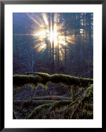 Sun Filters Through The Trees Of The Coastal Mountain Range, Oregon, Usa by Janis Miglavs Pricing Limited Edition Print image