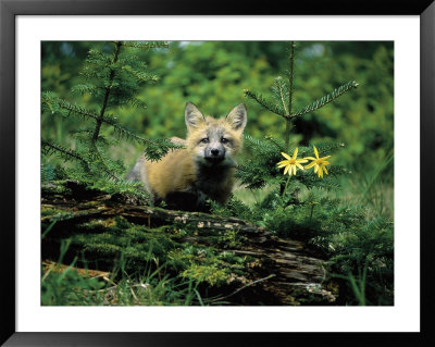 Red Fox Cub In Woods by David Burch Pricing Limited Edition Print image