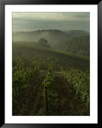 Vineyards Along The Chianti Hillside Through The Fog, Tuscany, Italy by Todd Gipstein Pricing Limited Edition Print image