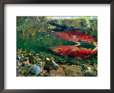 Chinook Salmon Swimming Up Spawning Stream In Copper River Basin, Alaska by Michael S. Quinton Pricing Limited Edition Print image