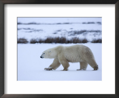 Polar Bear, Ursus Maritimus, Churchill, Manitoba, Canada by Thorsten Milse Pricing Limited Edition Print image