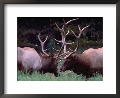 Elk (Cervus Alphus), Jasper National Park, Alberta, Canada by Lawrence Worcester Pricing Limited Edition Print image
