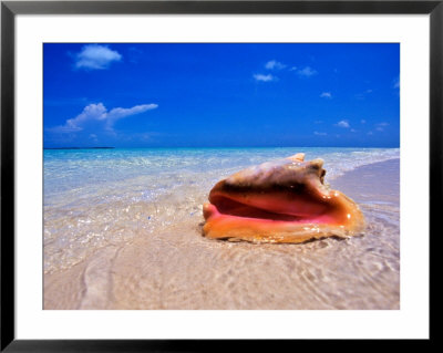 Conch At Water's Edge, Pristine Beach On Out Island, Bahamas by Greg Johnston Pricing Limited Edition Print image