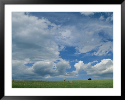 Cloud-Filled Sky Over Pronghorns And An American Bison On A Prairie by Annie Griffiths Belt Pricing Limited Edition Print image