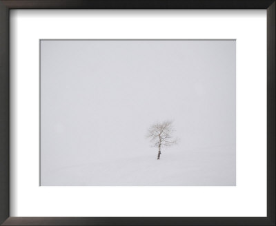 A Tree Stands Alone In The White Of A Snowstorm by Taylor S. Kennedy Pricing Limited Edition Print image