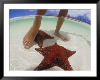 Starfish And Feet, Bahamas, Caribbean by Greg Johnston Pricing Limited Edition Print image
