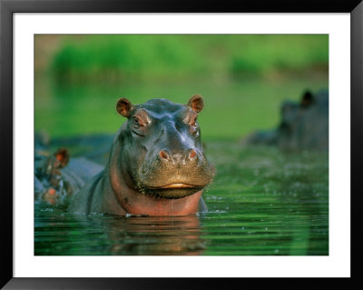 A Hippopotamus Pokes Its Head Out Of The Water While Swimming With Other Hippos by Beverly Joubert Pricing Limited Edition Print image