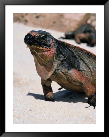 Iguanas On The Beach At Alan Cay, Bahamas by Greg Johnston Pricing Limited Edition Print image