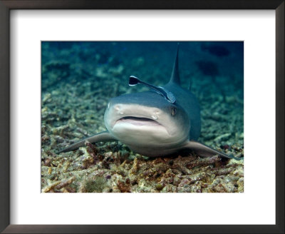 Whitetip Reef Shark, With Remora, Malaysia by David B. Fleetham Pricing Limited Edition Print image