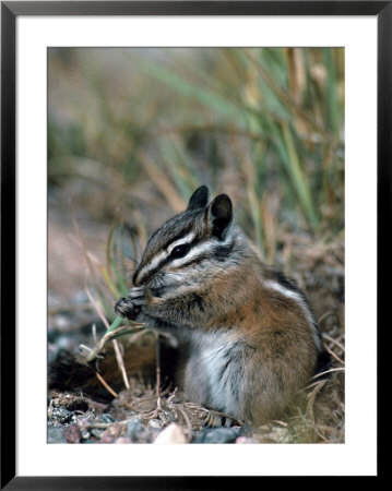 Least Chipmunk by Robert Franz Pricing Limited Edition Print image